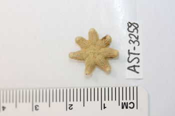 Media type: image;   Invertebrate Zoology AST-3258 Description: Preserved specimen.;